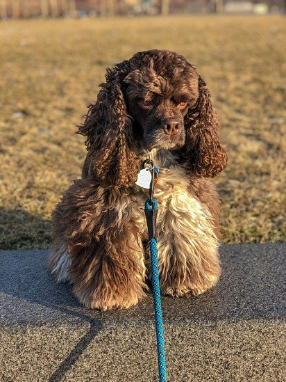 American Cocker Spaniel on a leash