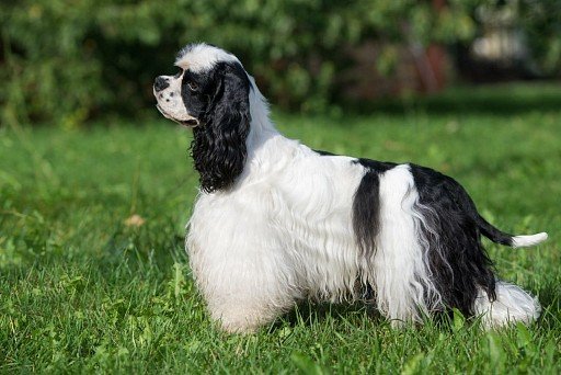 American Cocker Spaniel