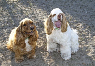 American Cocker Spaniel