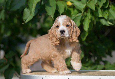 American Cocker Spaniel