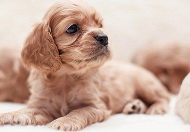 American Cocker Spaniel