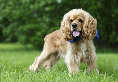 American Cocker Spaniel