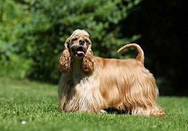 American Cocker Spaniel