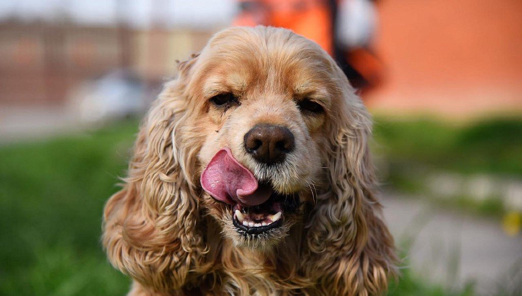 American Cocker Spaniel Muzzle