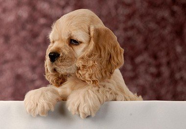 American Cocker Spaniel