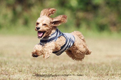 Running American Cocker Spaniel