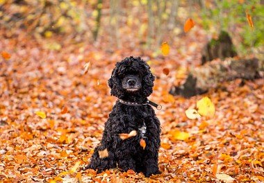 American Cocker Spaniel