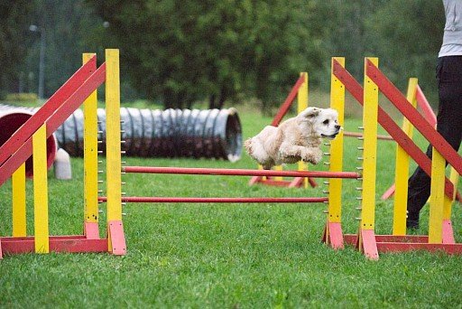 American Cocker Spaniel Training