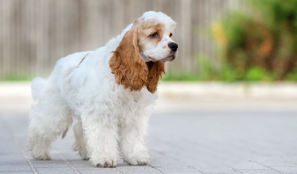 American Cocker Spaniel