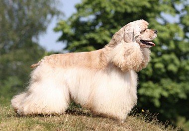 American Cocker Spaniel