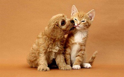 American Cocker Spaniel puppy with kitten