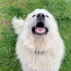 Pyrenean Mountain Dog