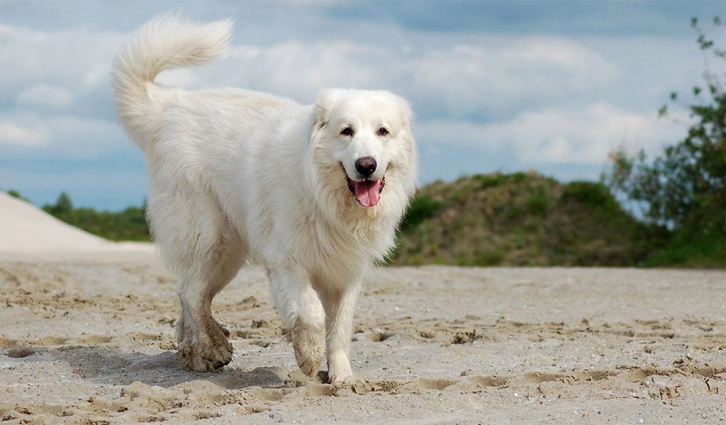 Pyrenean Mountain Dog