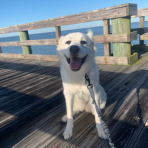 Pyrenean Mountain Dog