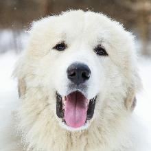 Pyrenean mountain dog