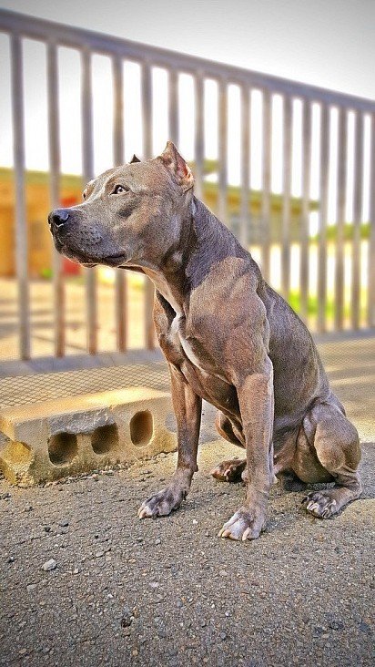 Pit bull with bought ears