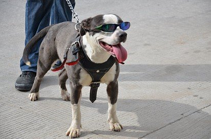 Cool pit bull