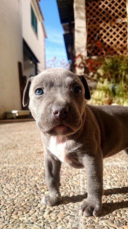 Pitbull Puppy