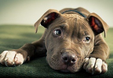 Pit Bull