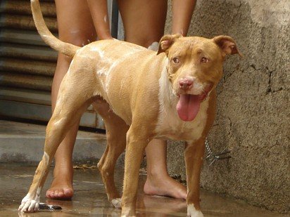 Bathing a pit bull