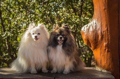 Pomeranian Spitzi white and bicolor colors