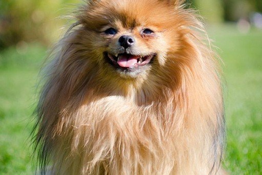 Pomeranian Spitz