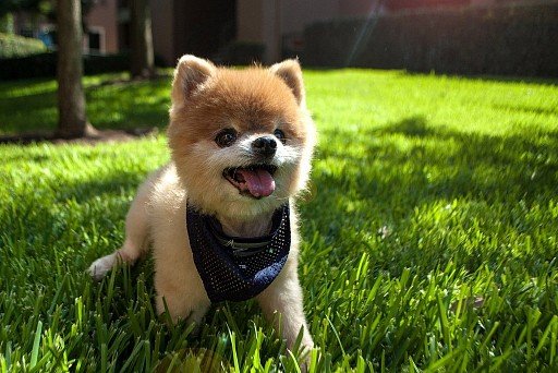 Trimmed Pomeranian Spitz puppy