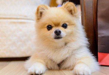 Pomeranian Spitz