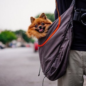 Pomeranian Spitz