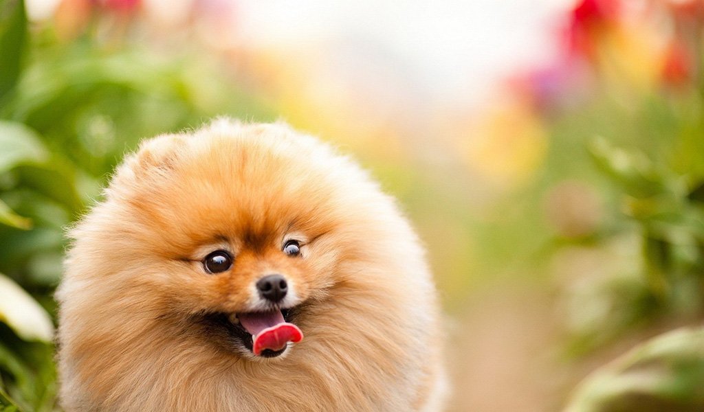 Pomeranian Spitz