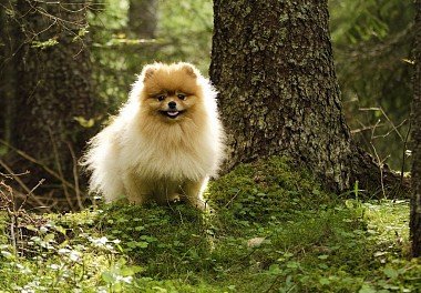 Pomeranian Spitz