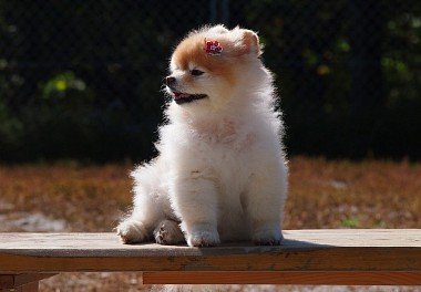 Pomeranian Spitz