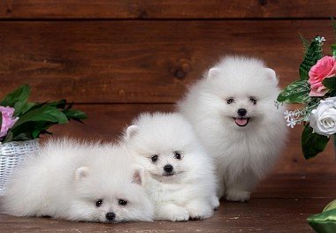 Pomeranian Spitz