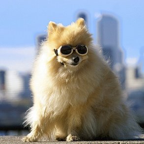 Pomeranian Spitz