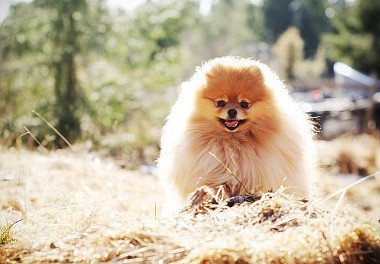 Pomeranian Spitz