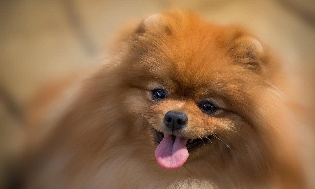 Pomeranian Spitz Muzzle