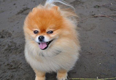 Pomeranian Spitz