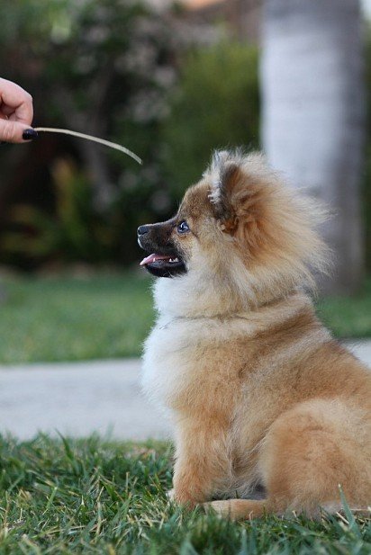 Training a Pomeranian Spitz