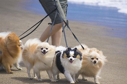 Walking Pomeranian Spitzes