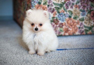 Pomeranian Spitz