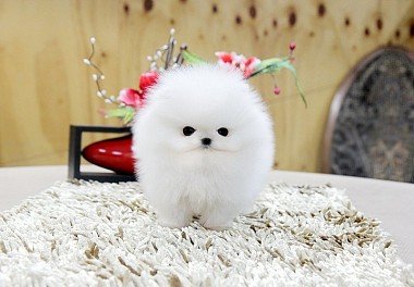 Pomeranian Spitz