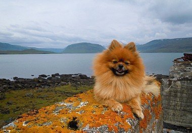 Pomeranian Spitz