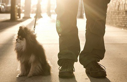 Pomeranian Spitz compared to humans