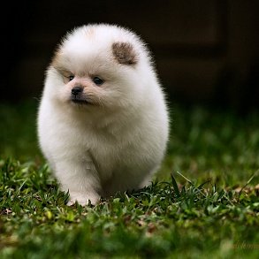 Pomeranian Spitz