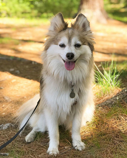 Foxy type pomsky