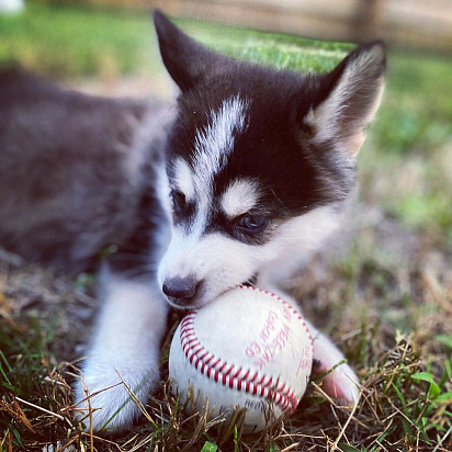 Pomsky puppy playing with a ball