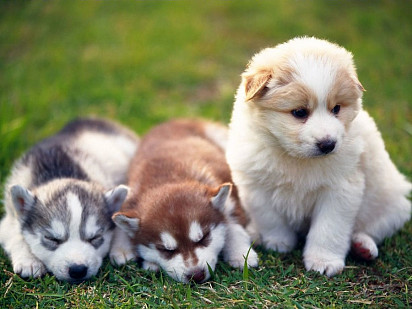 Pomski Puppies