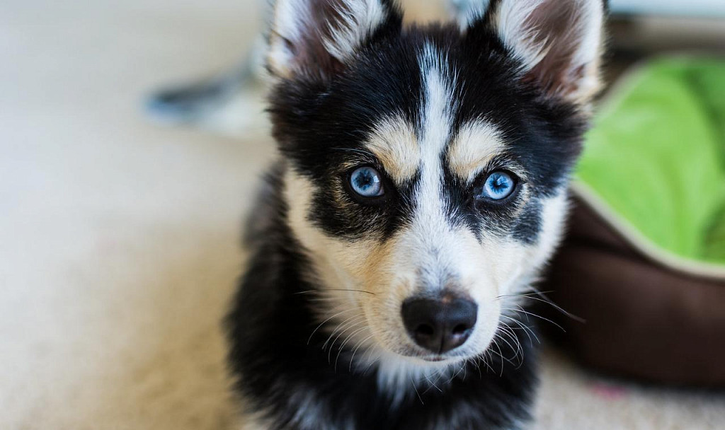 Muzzle pomsky