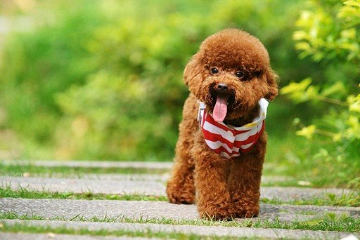 Toy Poodle