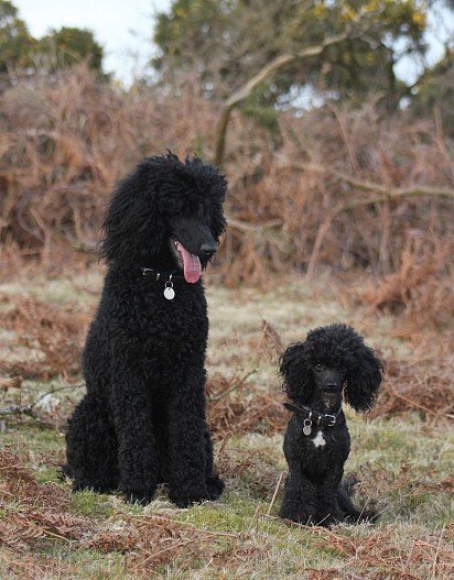 Royal Poodle versus Toy Poodle